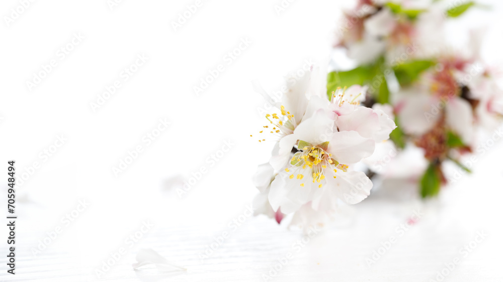 White pink almond tree flowers on a white wooden background. Jewish holiday Tu Bishvat. Top view, flat lay White pink almond tree flowers on a white wooden background. Jewish holiday Tu Bishvat. Top view, flat lay