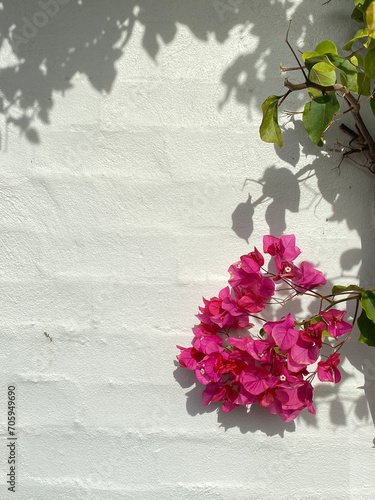 Fototapeta Naklejka Na Ścianę i Meble -  Flowers on old background. Pink and white flowers against a white wall. Vine in bloom on a white stone facade. Close-up of climbing pink flowers on a gypsum wall. 