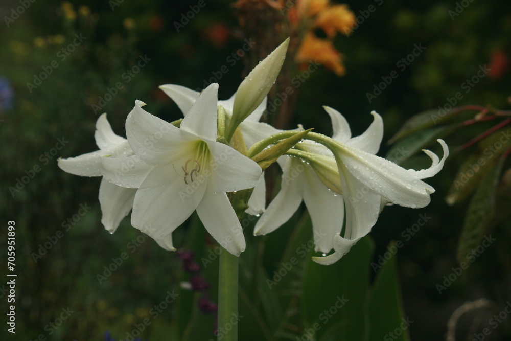 Obraz premium lily of the valley in spring with raindrops from the petals