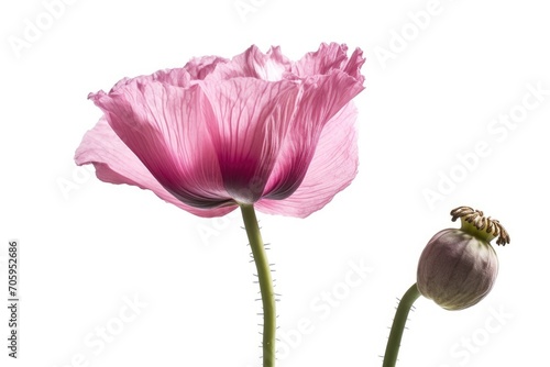 Opium Poppy on withe backrgound