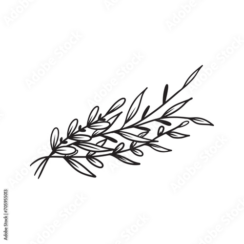 Beautiful realistick bunch of abstract branch with leaves in black isolated on white background. Hand drawn vector sketch illustration in doodle vintage engraved outline, line art style. Floral.