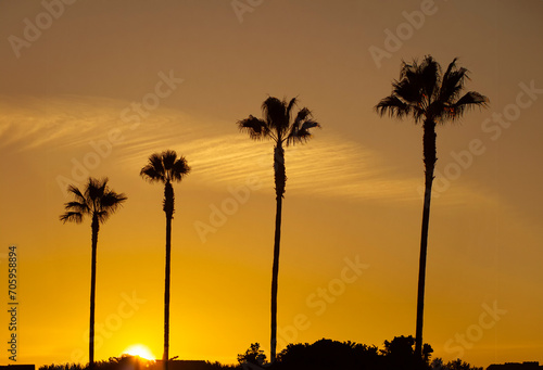 Sihouette of four Mexican fan palm trees at sunset with an interesting white cloud