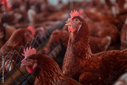 Foto Gallinas en la granja, aves que se alimentan