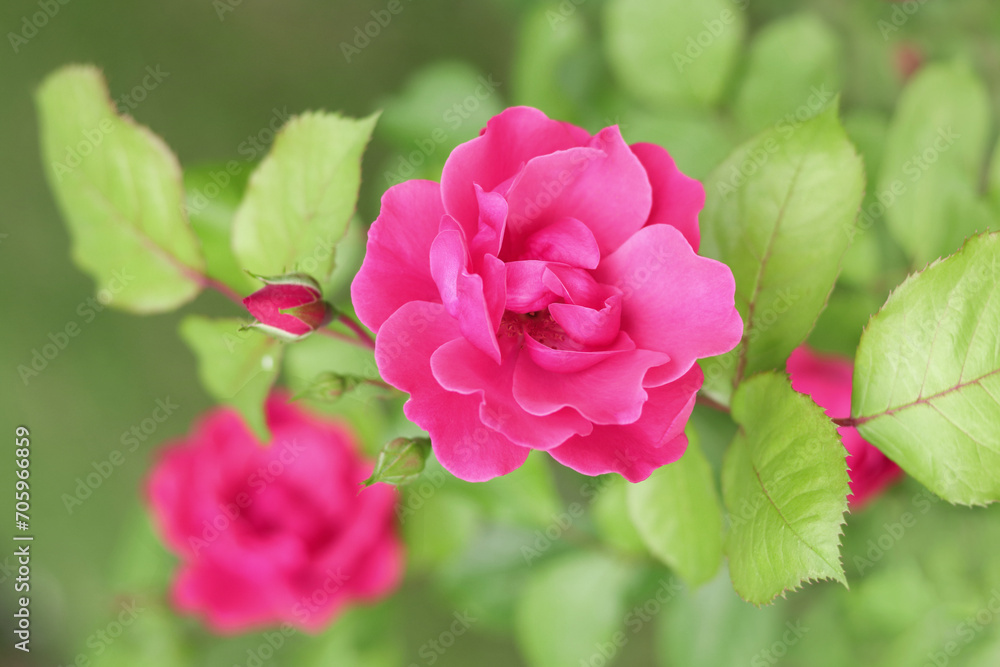 Fototapeta premium Pink Rose Blooming in Garden. Rose on green background. Nature background. Love concept. Close up of blooming beautiful soft pink Roses. Summer flowers. Valentine's Day. Happy birthday. Rose bush
