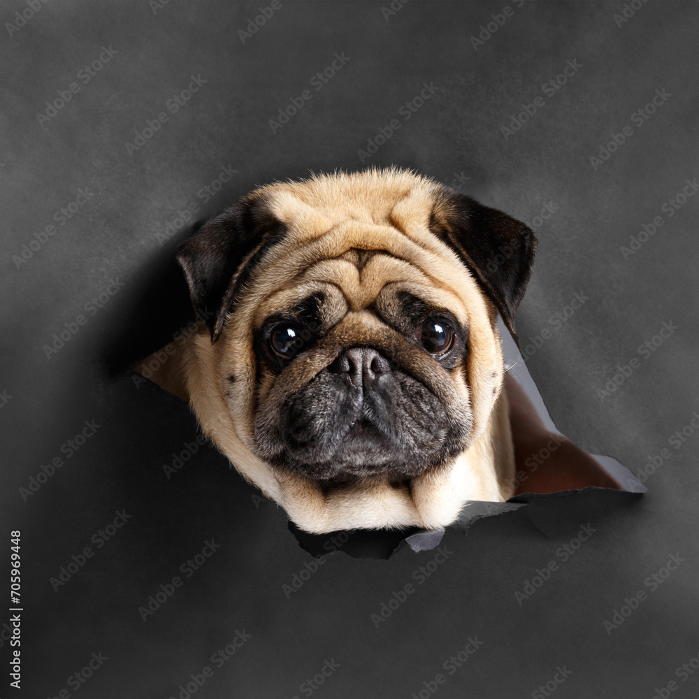 Funny portrait of a purebred pug on a black background.