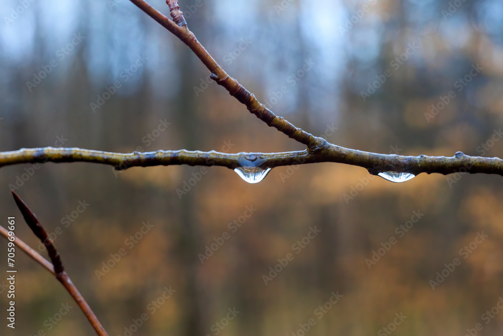 Φωτογραφία The first buds and leaves of a shrub in the spring rain with raindrops in Sieben