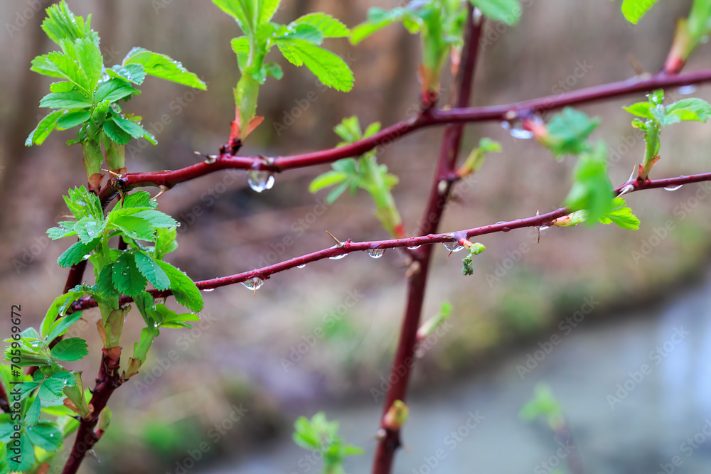 The first leaves of a wild rose in the spring rain in Siebenbrunn, the smallest district of the Fugger city of Augsburg The first leaves of a wild rose in the spring rain in Siebenbrunn, the smallest district of the Fugger city of Augsburg
