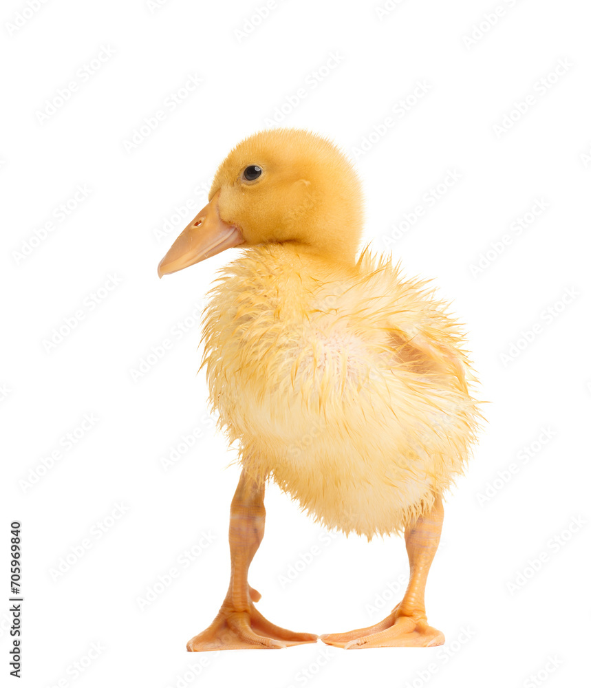 Obraz premium Funny wet duckling stands on a white background