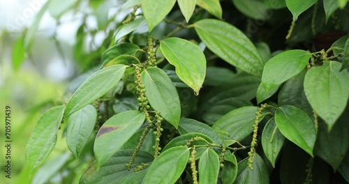 Wallpaper Mural Black pepper fruits grow on tree in garden Torontodigital.ca