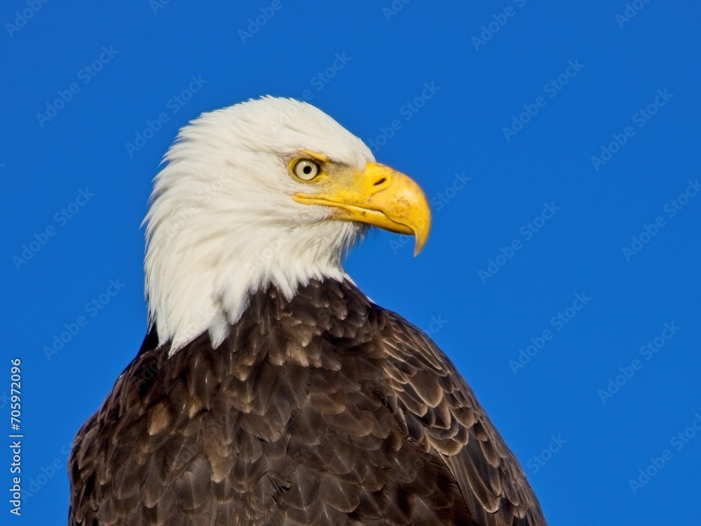 Bald Eagle perched on the fishing pier pole in Sidney BC Bald Eagle perched on the fishing pier pole in Sidney BC