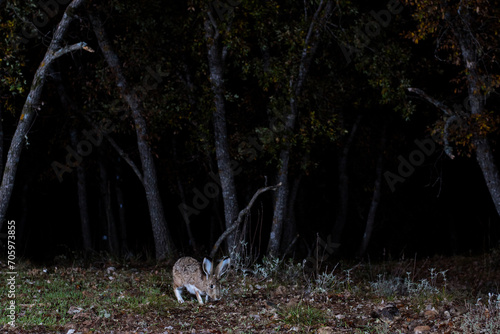 A mountain hare caught in a nocturnal setting, its large eyes and ears alert as it grazes in a forest clearing