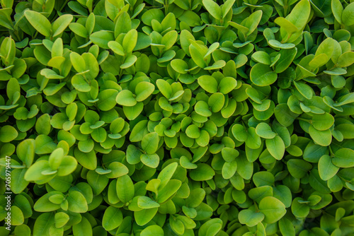 Fresh green buxus (Buxus sempervirens) leaves background. Close-up of evergreen bush boxwood in the nature. Concept: Greenery, natural pattern, nature texture. photo