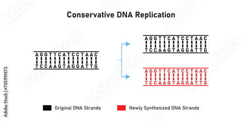 Conservative DNA Replication Scientific Design. Vector Illustration.