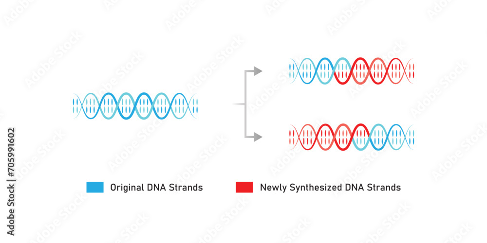 Dispersive DNA Replication Scientific Design. Vector Illustration. Dispersive DNA Replication Scientific Design. Vector Illustration.