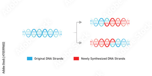 Dispersive DNA Replication Scientific Design. Vector Illustration.