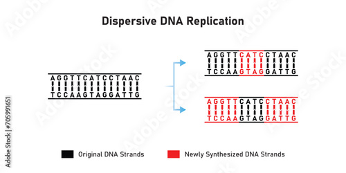 Dispersive DNA Replication Scientific Design. Vector Illustration.