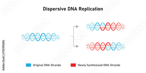 Dispersive DNA Replication Scientific Design. Vector Illustration.