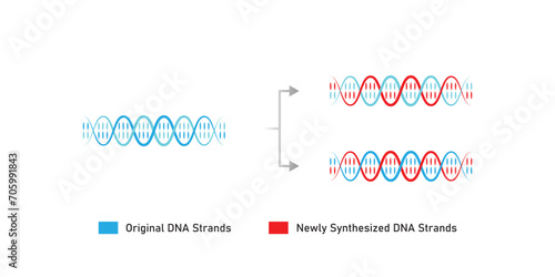 Semiconservative DNA Replication Scientific Design. Vector Illustration.