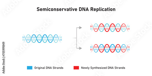 Semiconservative DNA Replication Scientific Design. Vector Illustration.