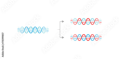 Semiconservative DNA Replication Scientific Design. Vector Illustration.