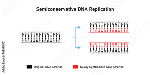 Semiconservative DNA Replication Scientific Design. Vector Illustration.