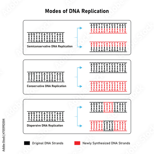 Models of DNA Replication Scientific Design. Vector Illustration.