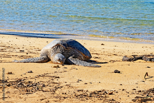Hawaiian green sea turtles, (Honu in Hawaiian), Chelonia mydas, resting on Poipu Beach on the island of Kauai.   © John