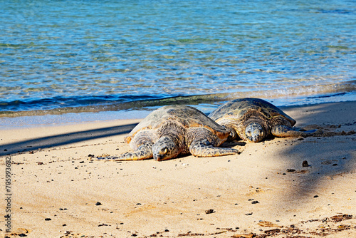 Hawaiian green sea turtles, (Honu in Hawaiian), Chelonia mydas, resting on Poipu Beach on the island of Kauai.  