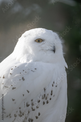 Snowy owl outdoors close-up on the head. © lapis2380