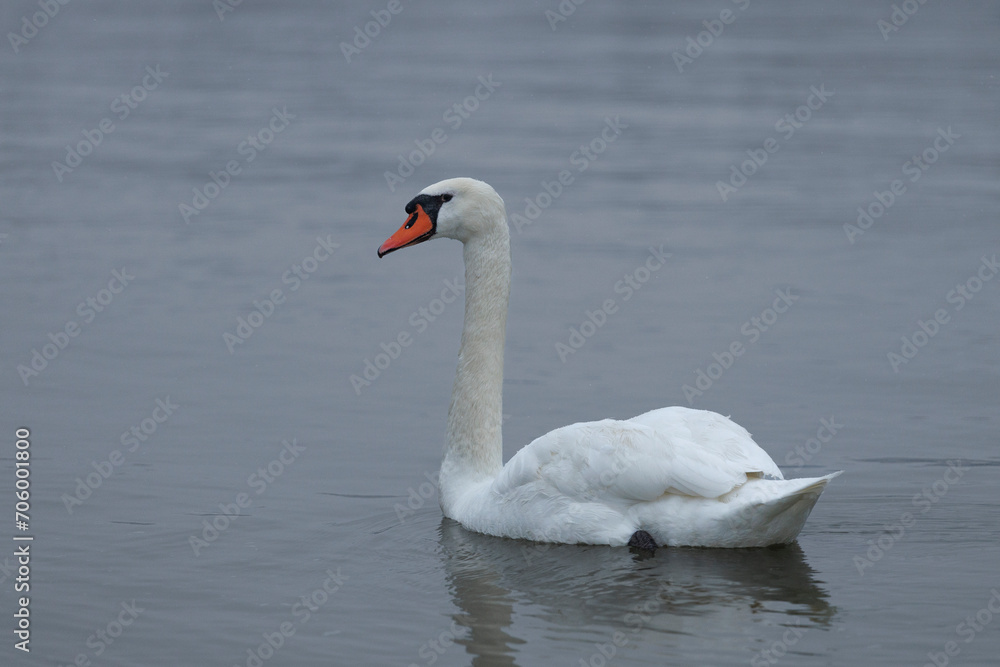 The Swan on Danube river on winter in Novi Sad, Serbia The Swan on Danube river on winter in Novi Sad, Serbia