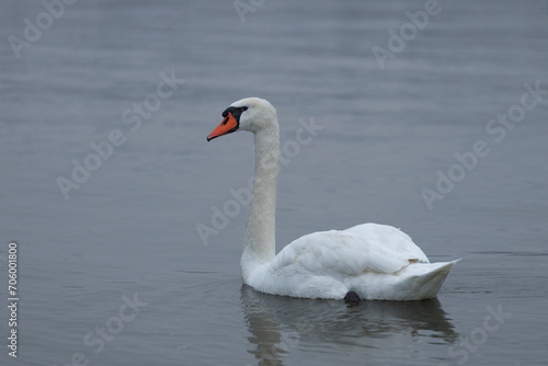 The Swan on Danube river on winter in Novi Sad, Serbia