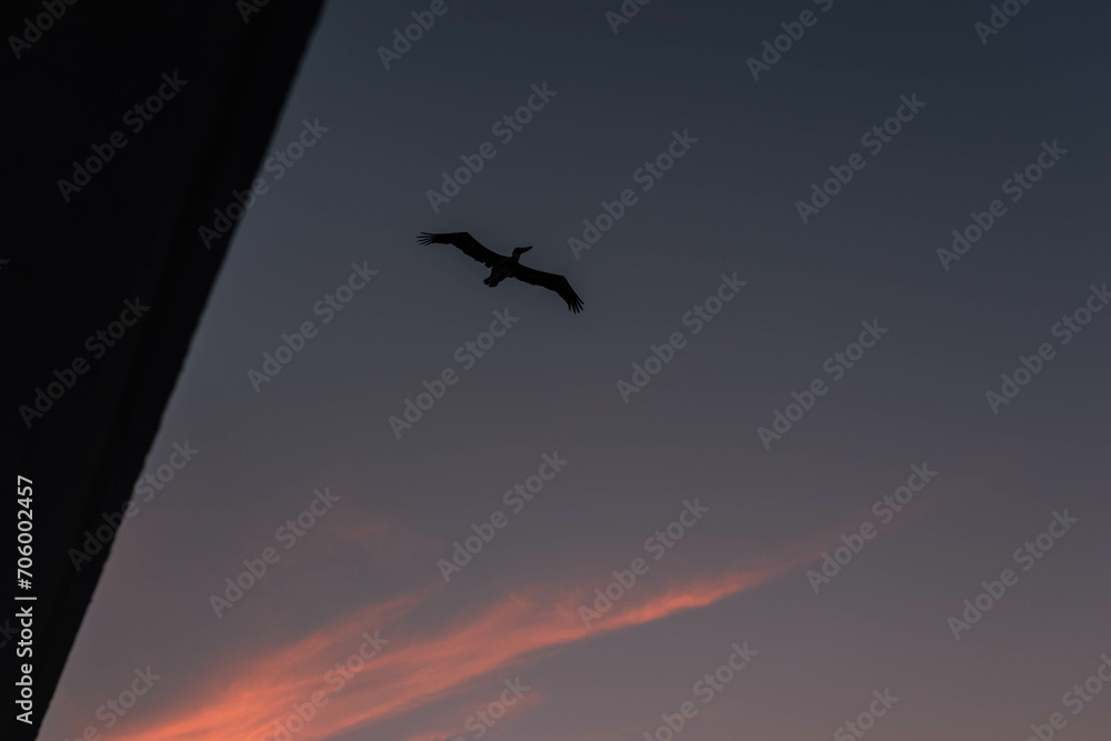 Fototapeta premium birds flying and sunset in Cartagena, Bolivar, Colombia. ​