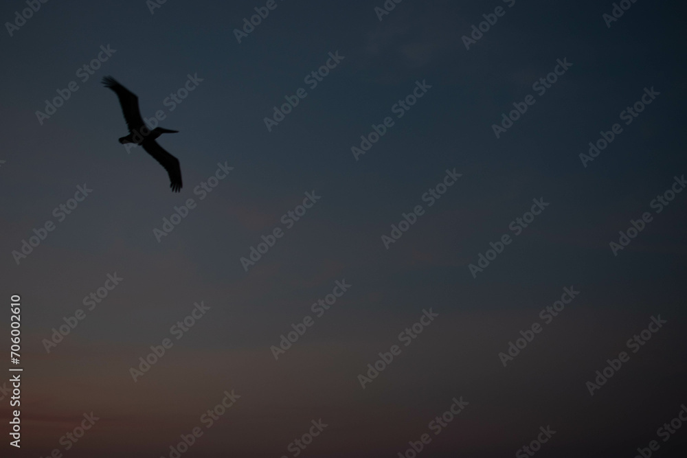 birds flying and sunset in Cartagena, Bolivar, Colombia.
​