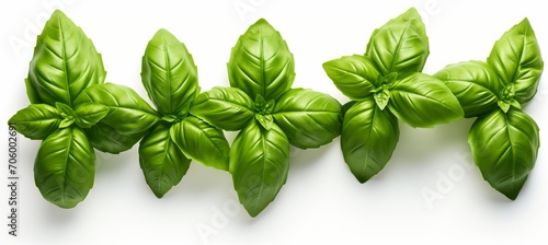 Set of highly detailed fresh green basil leaves grown in a herb garden, isolated on white background