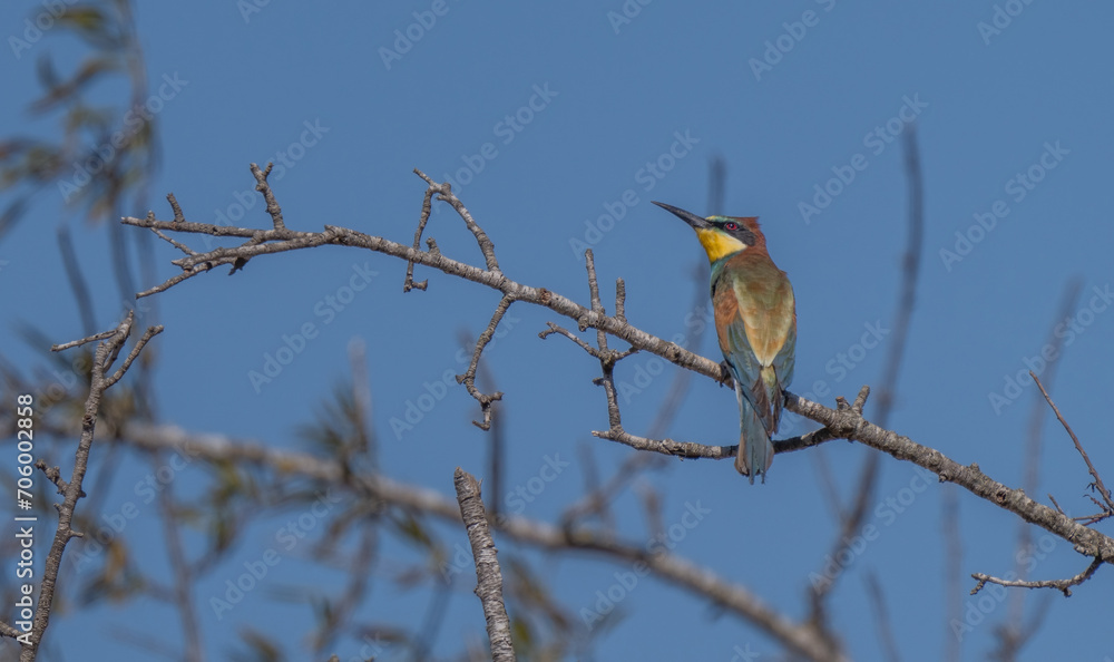 European bee-eater on the branch European bee-eater on the branch