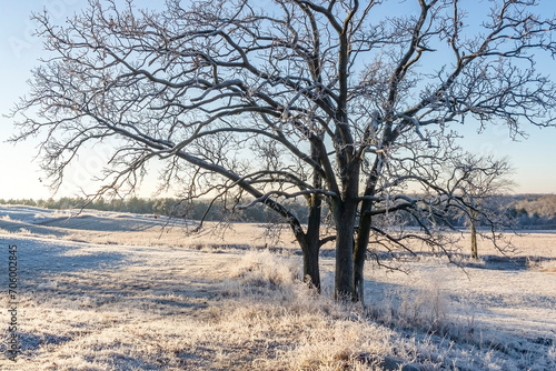 White frost on fields with two oak trees and a blue sky. © Margaret Burlingham