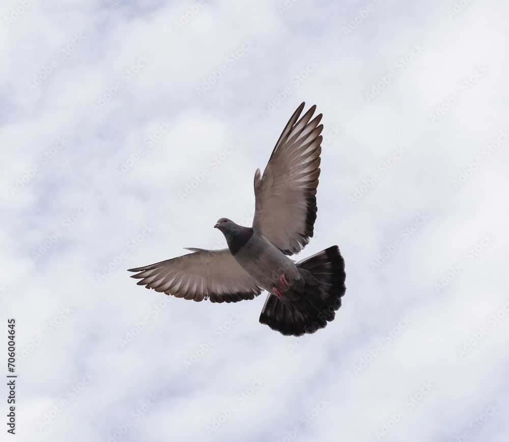 Obraz premium bird in flight