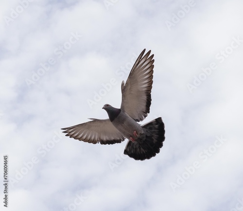 bird in flight © Ellie