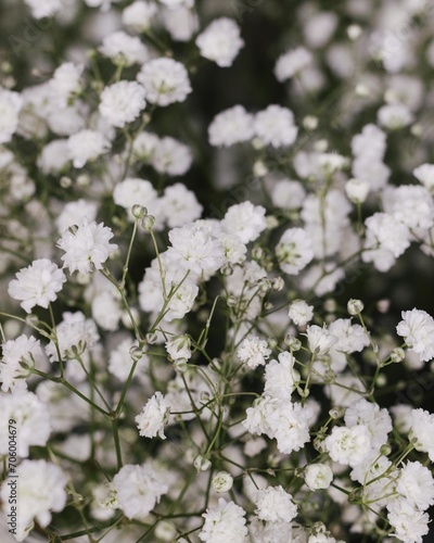 a bunch of white flowers  © Ellie