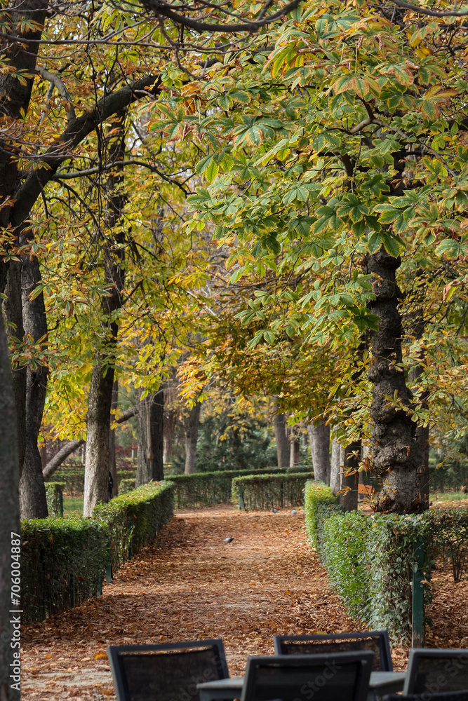 Naklejka premium autumn in the park