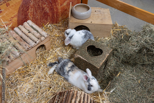 Two motley rabbits lying on the straw near a wooden house. View from above.