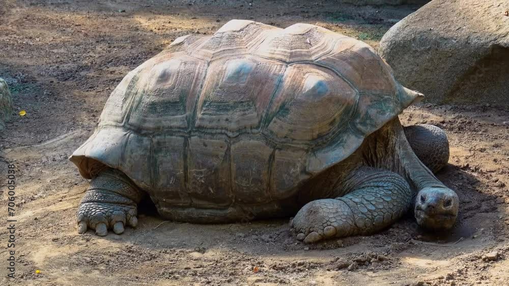 The Aldabra giant tortoise (Aldabrachelys gigantea) on Curieuse island (the site of a successful wild tortoise conservation program) of Praslin island in the Seychelles The Aldabra giant tortoise (Aldabrachelys gigantea) on Curieuse island (the site of a successful wild tortoise conservation program) of Praslin island in the Seychelles
