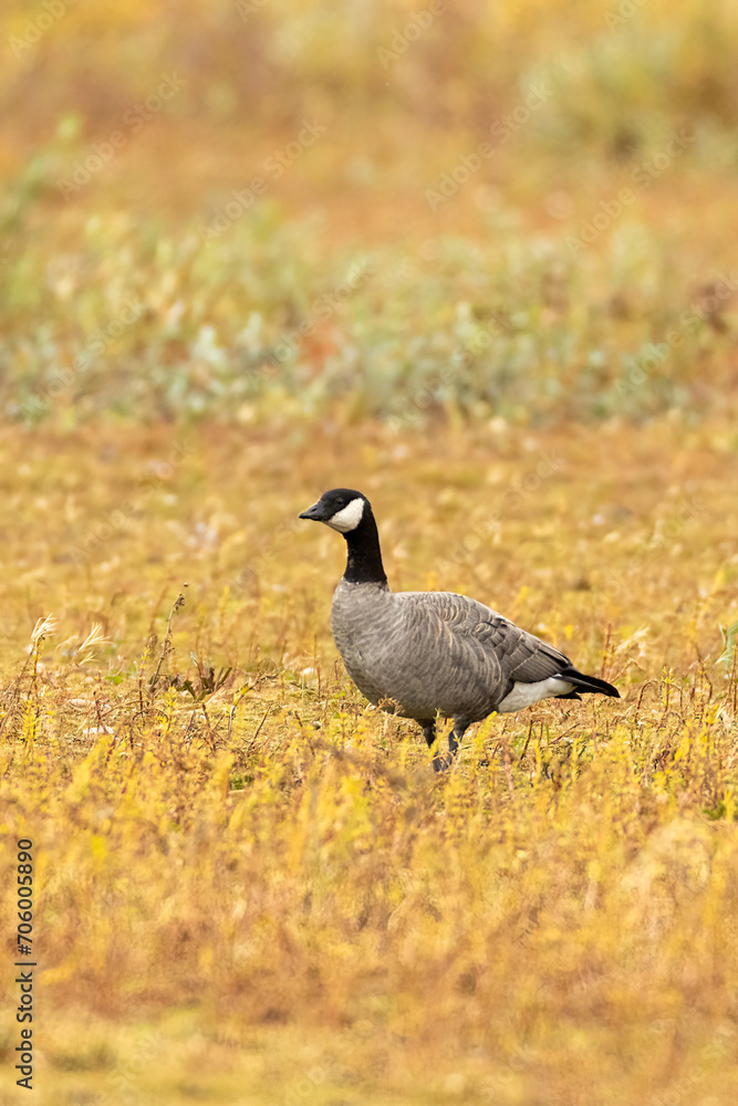 Cackling Goose taken in Churchill Manatoba Canada Cackling Goose taken in Churchill Manatoba Canada