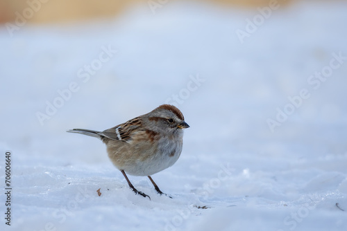 American Tree Sparrow on snow taken in Central MN