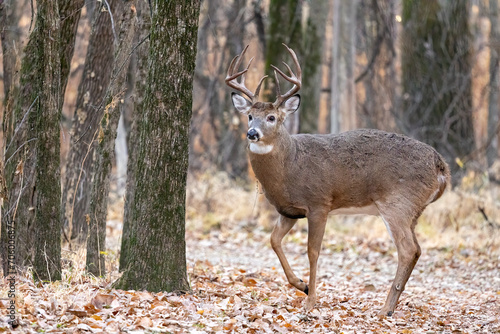 Fototapeta Naklejka Na Ścianę i Meble -  White-tailed Deer buck in autumn