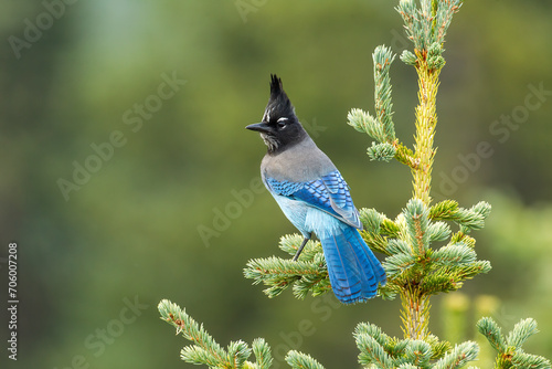 Stellers Jay taken in central Colorado photo