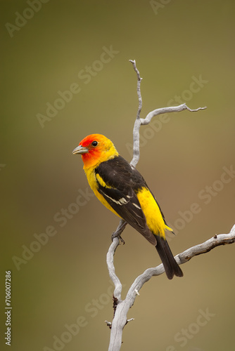 Western Tanager taken in South Dakota