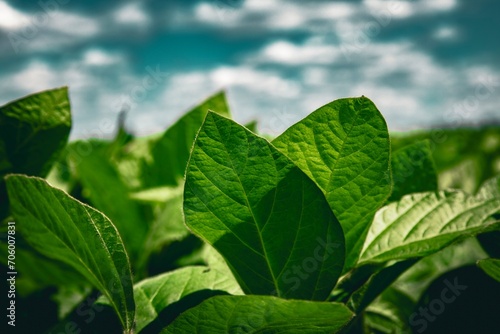 green soybean leaves against blue sky