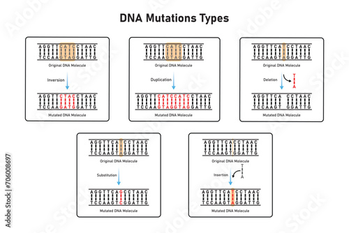 Mutations Types Scientific Design. Vector Illustration. photo