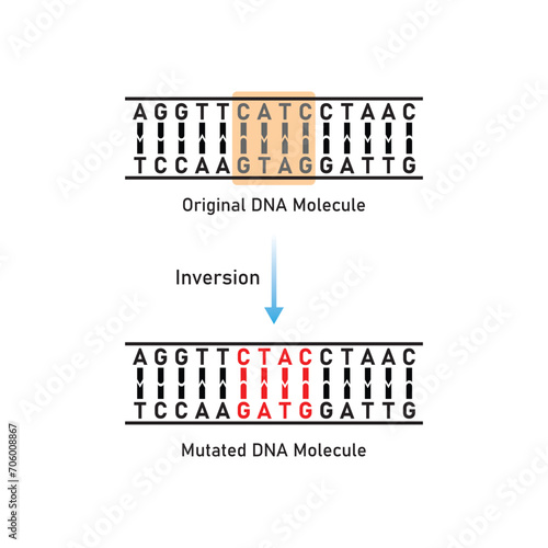 Inversion Mutation Scientific Design. Vector Illustration.